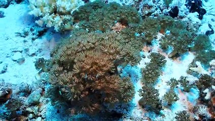 Mezmerizing Coral in the Red Sea