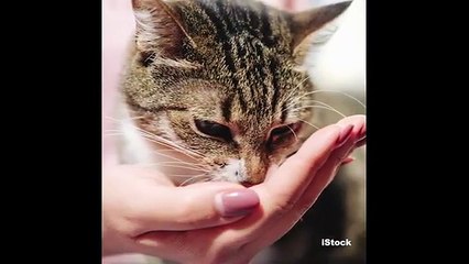 Alisa tu cabello con este increíble truco