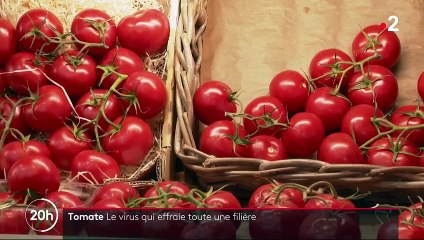 Virus de la tomate : un premier cas détecté en France