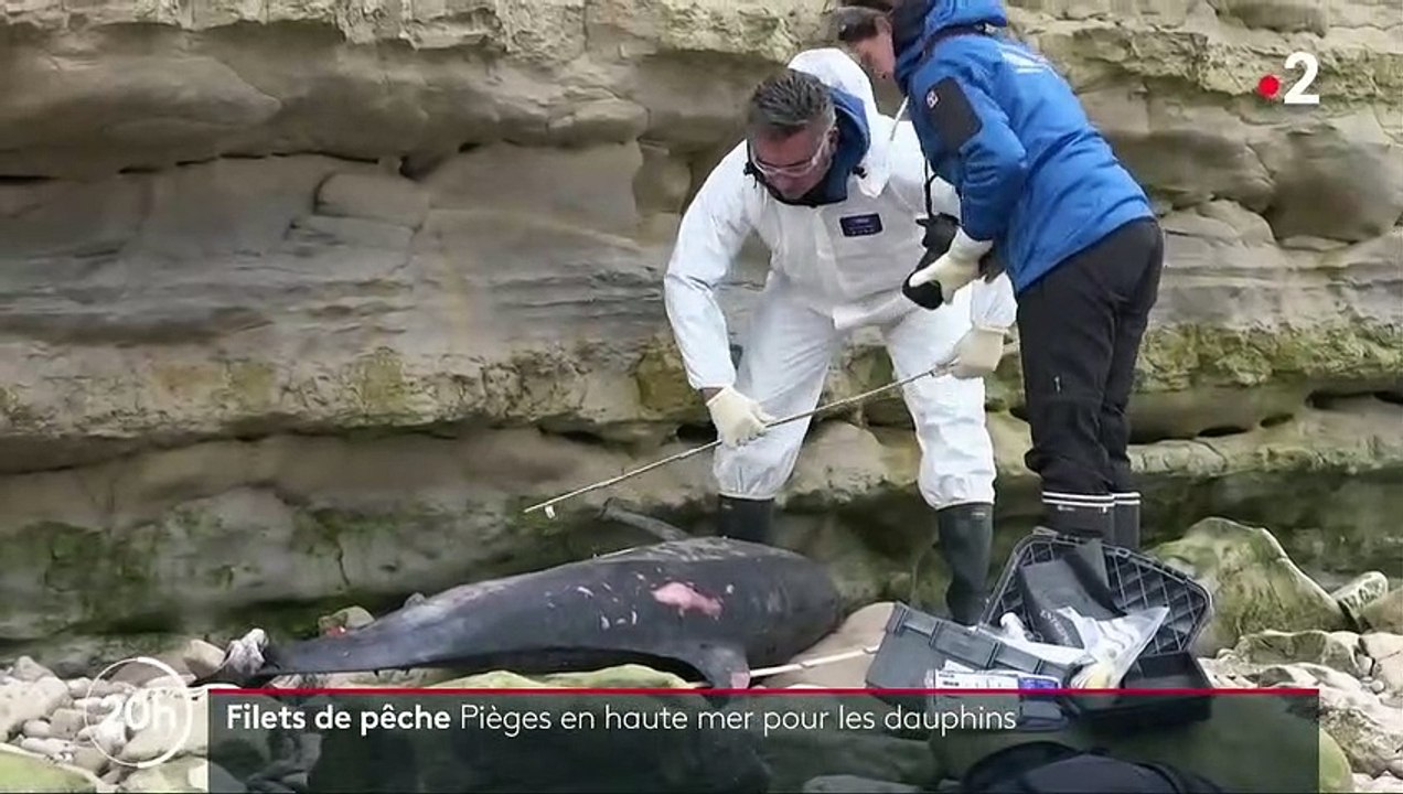 Côte atlantique : des centaines de dauphins échoués