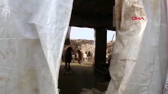 Şanlıurfa 75 küçükbaş hırsızlığına 2 tutuklama