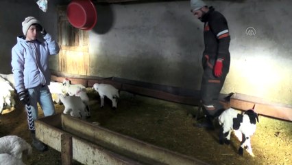 Baharın müjdecisi oğlak ve kuzulara özel bakım - TUNCELİ