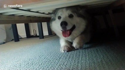 Adopted senior 'doggo' has the cutest morning routine