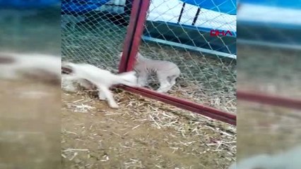 Kuzunun çıkardığı ses hayrete düşürdü