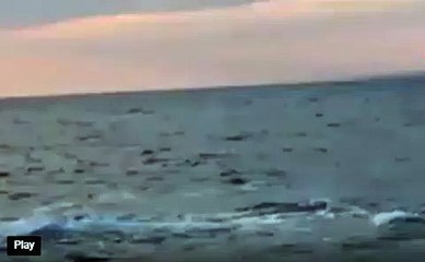 Çanakkale'de köpek balığı paniği! İstila ettiler