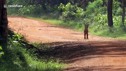 Chilling footage shows leopard ambushing jackal that barely escapes with its life