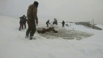 Espectaculares imágenes de un rescate de caballos en Rusia