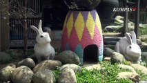 Kampoeng Rabbits, Wisata Kelinci di Pekanbaru