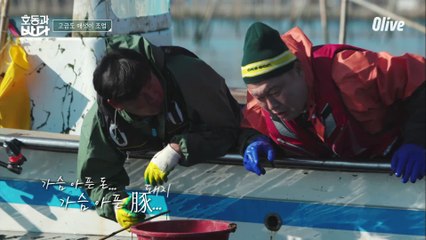 호동의 절절한 곡소리(?) 가슴 아픈 매생이 수확 방식 (옛날.ver)