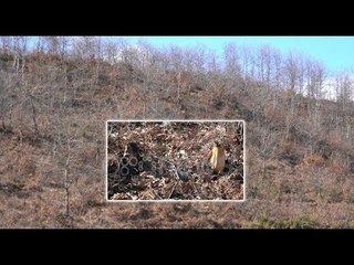 Ora News - Dëmtohen gështenjat e Pogradecit, sëpata e paligjshmërisë bën kërdinë mbi pemët