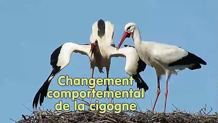 Changement comportemental des cigognes