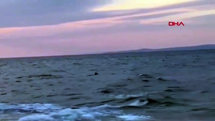 Saros Körfezi'nde dev köpekbalığı görüntülendi