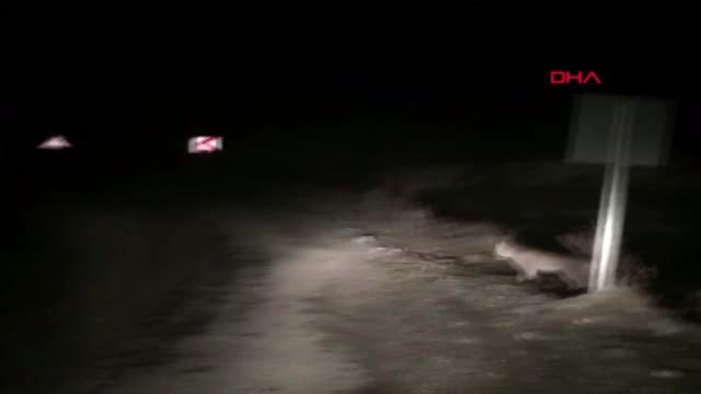 Tunceli nesli tükenmekte olan vaşağı görüntüledi