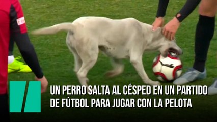 Un perro salta al césped durante un partido de fútbol para jugar con la pelota