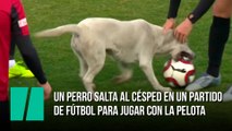 Un perro salta al césped durante un partido de fútbol para jugar con la pelota