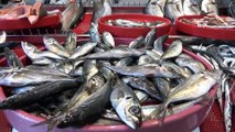 Balık Sezonunun Sonu Yaklaştı, Balık Fiyatları Yükseldi