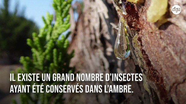 Découverte du plus vieux fossile d'abeille âgé de 100 millions d'années parfaitement intacte