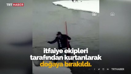 Ağrı'da buz kütlesi üzerinde mahsur kalan kurt kurtarıldı
