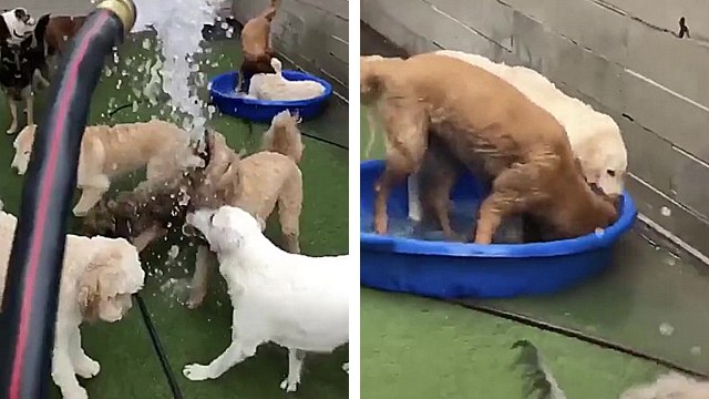 Il y a deux types de chiens