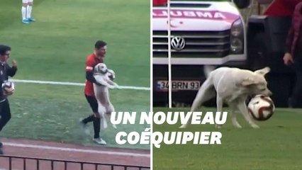 Download Video: Ce chien a débarqué en plein match de foot et il avait très envie de jouer