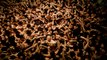 Thousands brave cold for Japan’s ‘Naked Festival’ amid coronavirus outbreak