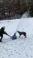 Dog Tries to Catch Every Single Snowflake