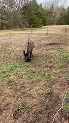 Donkey Delighted About New Ball