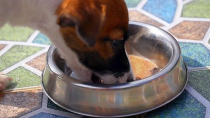 More Pet Owners Are Buying Healthy, Organic Pet Food