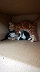 Fun Duo Cats Fight All Day