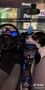 Un chien brouillant se fait taire par un autre chien !