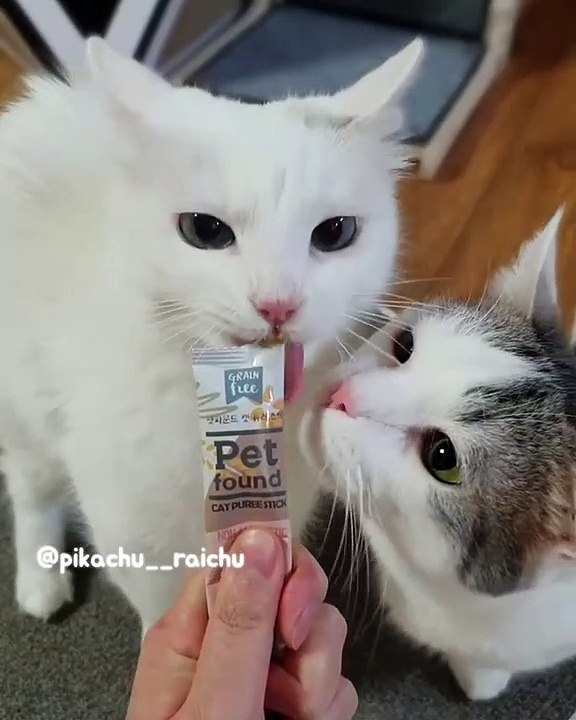 Un chat un peu trop gourmand quand il voit de la friandises