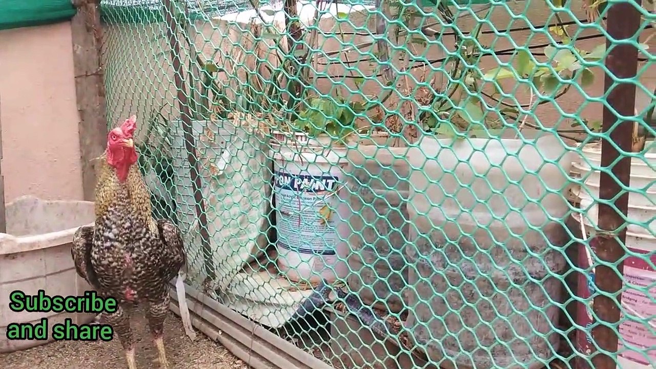 Mottai maadi koli valarpu-Beautiful farm-chicken farm-indian nattu koli valarpu-chicken news 12