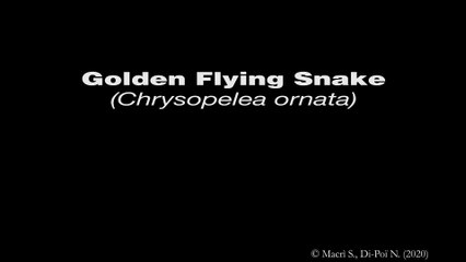 Snake Brain 3D - Golden Flying Snake