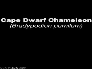 Lizard Brain 3D - Cape dwarf chameleon