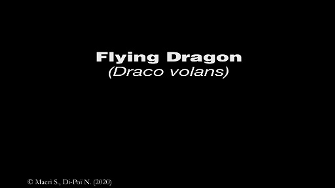 Lizard Brain 3D - Flying Dragon