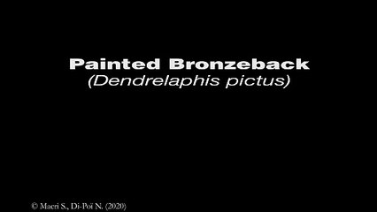 Snake Brain 3D - Painted Bronzeback