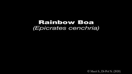 Snake Brain 3D - Rainbow Boa