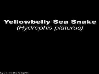 Snake Brain 3D - Yellow-Bellied Sea Snake