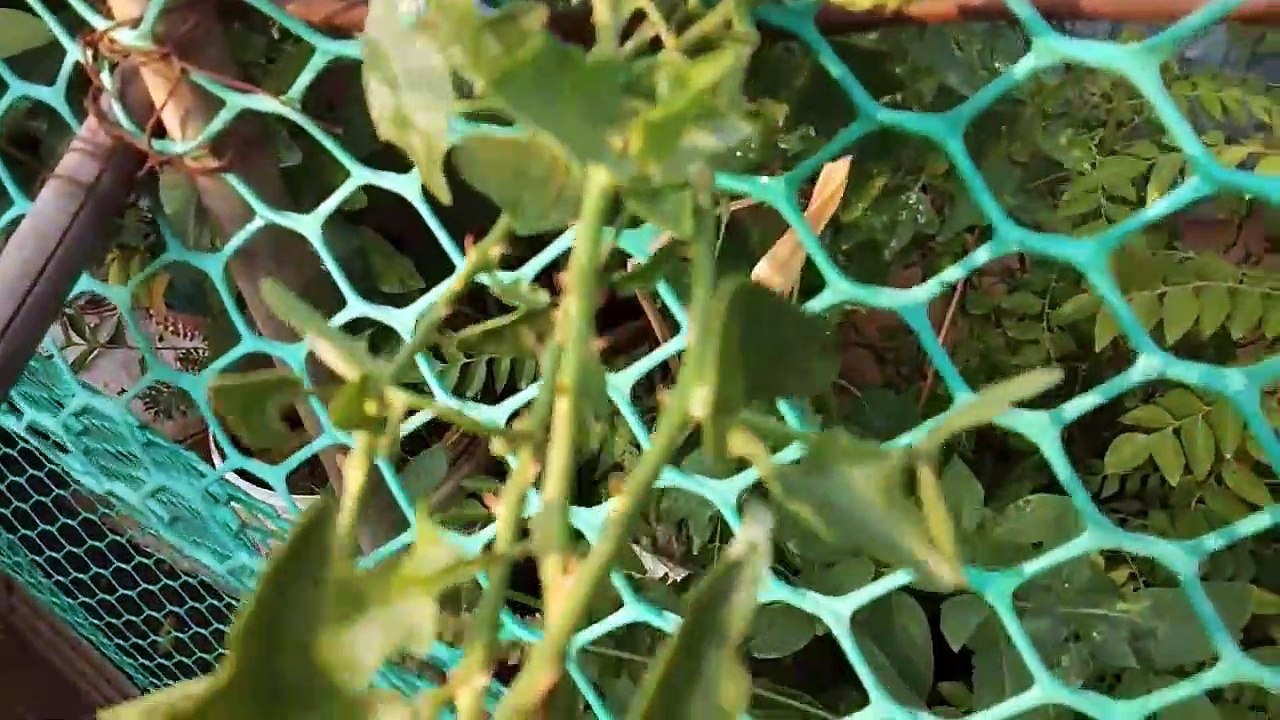 எங்க வீட்டு மாடி தோட்டம் -Tamil -Terrace Garden in Tamil -maadi thottam -மாடி தோட்டம்-தோட்டம்