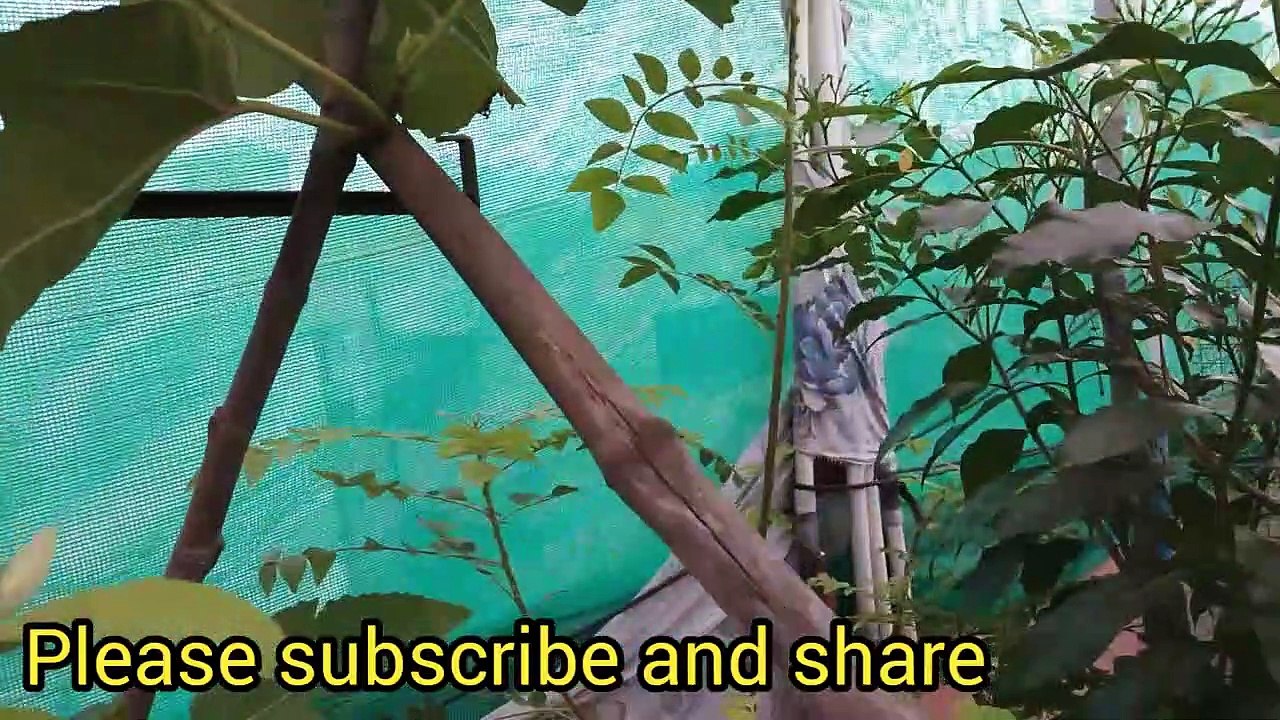 mottai maadi koli valarpu-Koli valarpu adaivipathu-fig tree -athi maram review