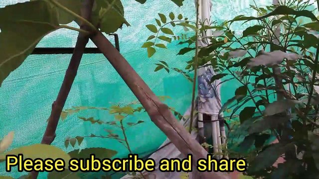 mottai maadi koli valarpu-Koli valarpu adaivipathu-fig tree -athi maram review