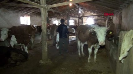 Kırşehir buzağılara pilates topu ve balonla stres attırıyor