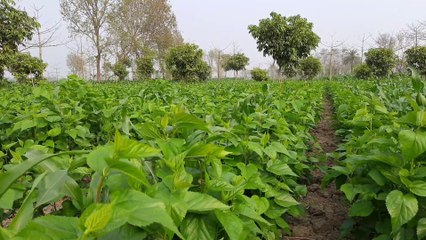 Beautiful Garden of mulberry, forest of mulberry / Indian Corn :-