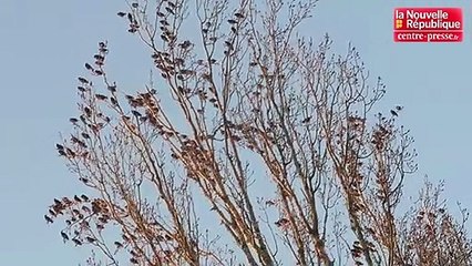 VIDÉO. Poitiers : 50.000 étourneaux ont envahi le campus