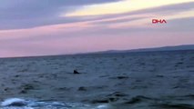 Saros'ta '7 metrelik' köpekbalığı cep telefonu kamerasında