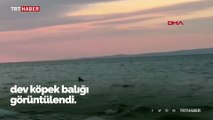 Saros Körfezi'nde dev köpek balığı görüntülendi