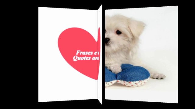 The human being hurts you, the animals will never make you cry! [Quotes and Poems]