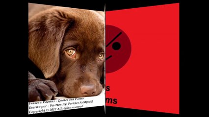 Se você odeia os animais, você é alguém sem amor, pessoas frias! [Frases e Poemas]