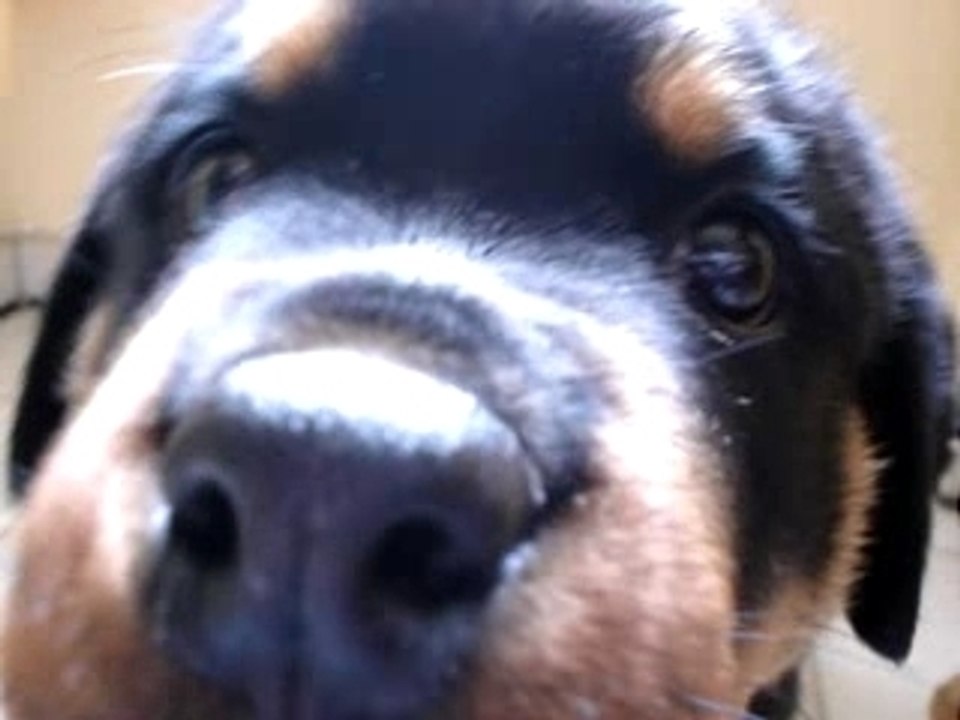 bb rottweiler