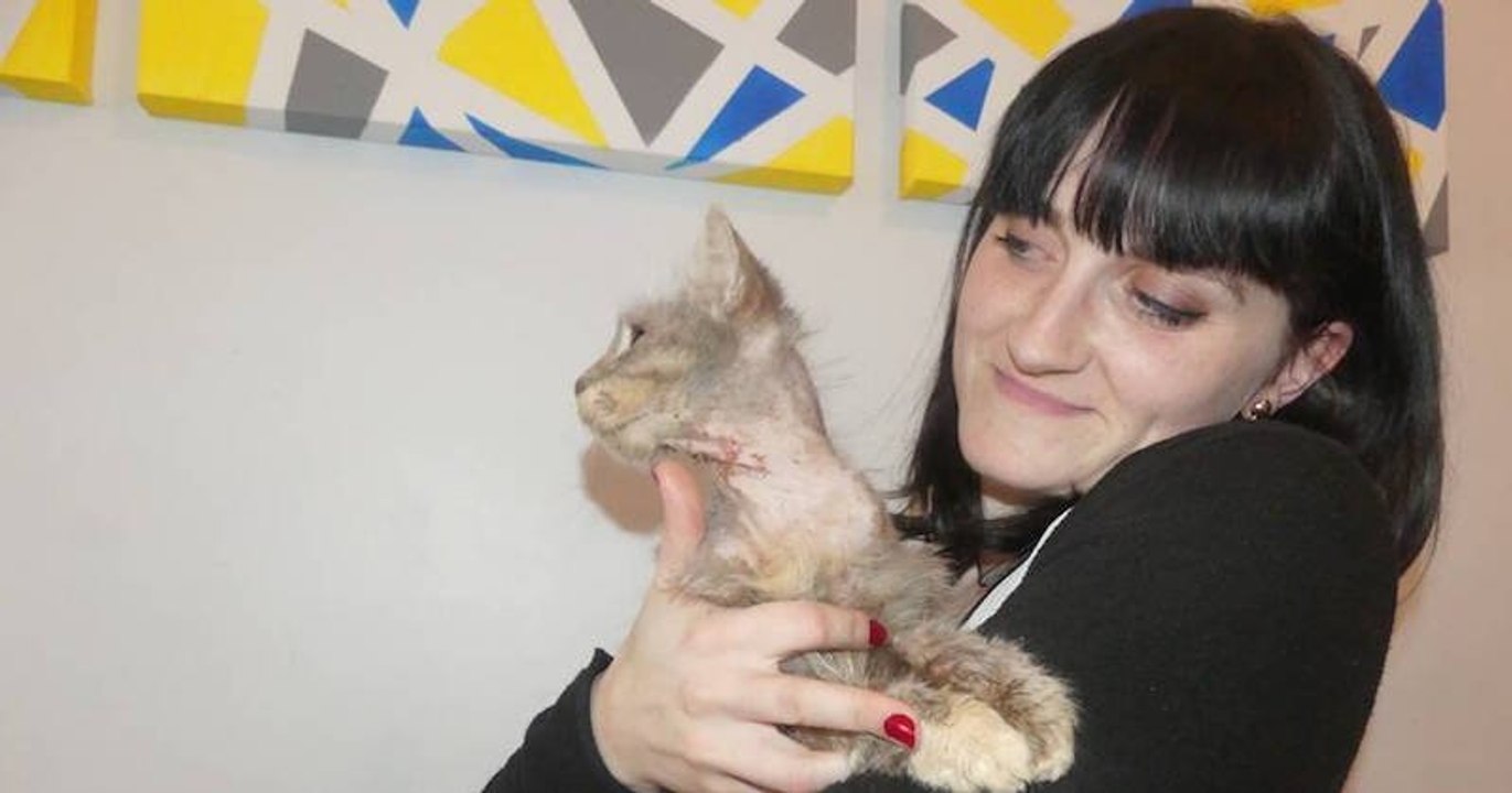Six ans après sa disparition, la chatte Poupoune retrouvée à 840km de chez elle